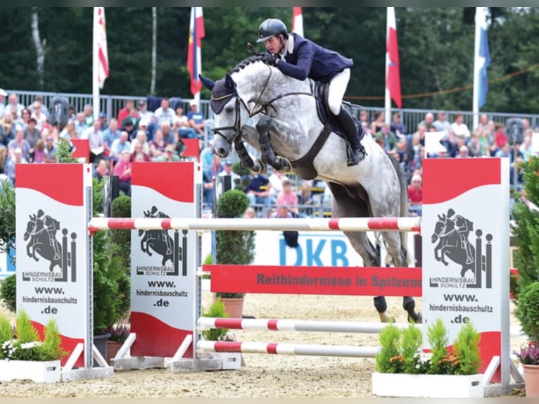 CHACOON BLUE Mecklenburger Warmblut Hengst Schimmel in Steinfeld (Oldenburg)