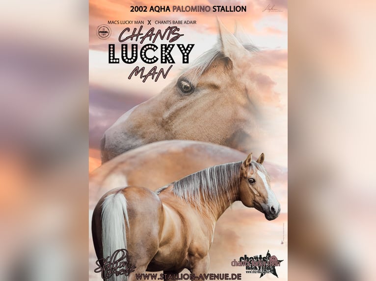CHANTS LUCKY MAN American Quarter Horse Stallion Palomino in Waldshut-Tiengen
