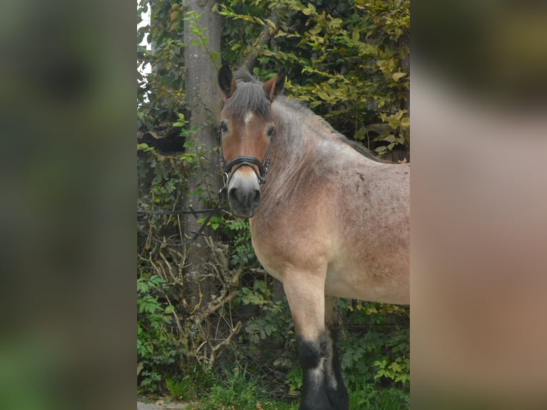 Cheval à sang froid Thuringe Hongre 18 Ans 160 cm Rouan Rouge in Würzburg