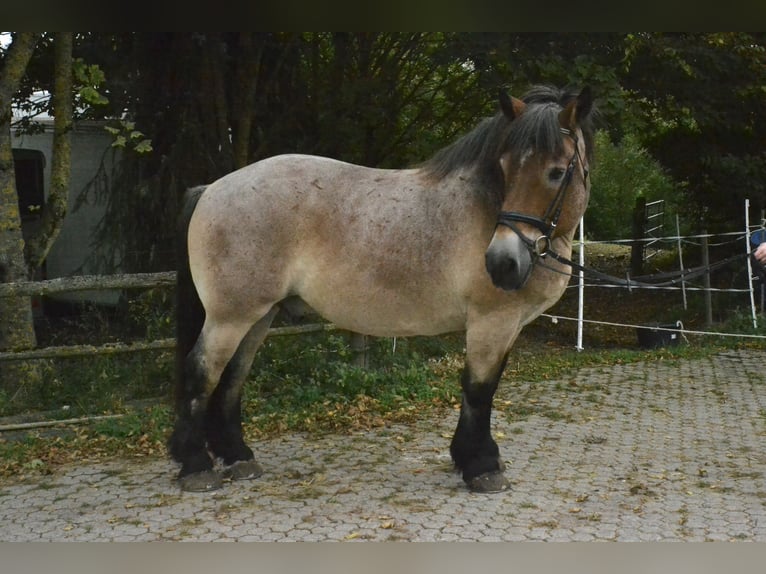 Cheval à sang froid Thuringe Hongre 18 Ans 160 cm Rouan Rouge in Würzburg