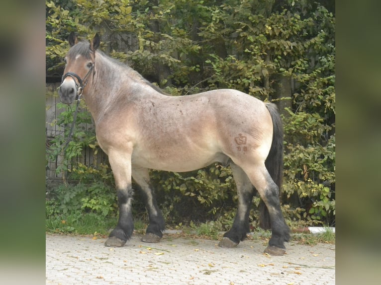 Cheval à sang froid Thuringe Hongre 18 Ans 160 cm Rouan Rouge in Würzburg