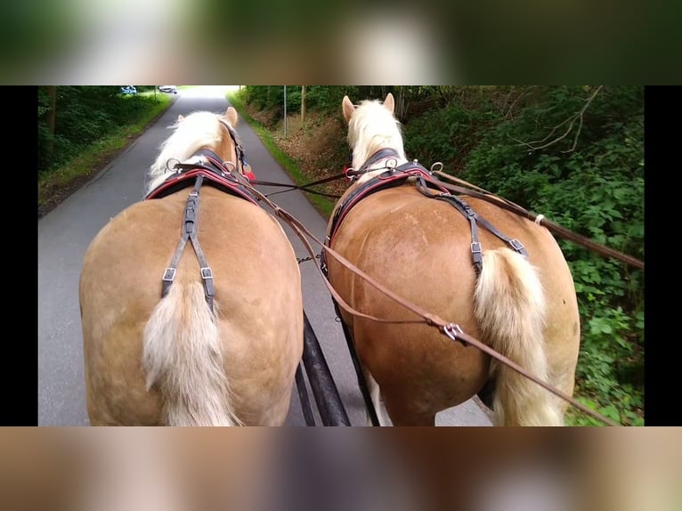 Cheval à sang froid Thuringe Hongre 6 Ans 168 cm Alezan in Kamenz