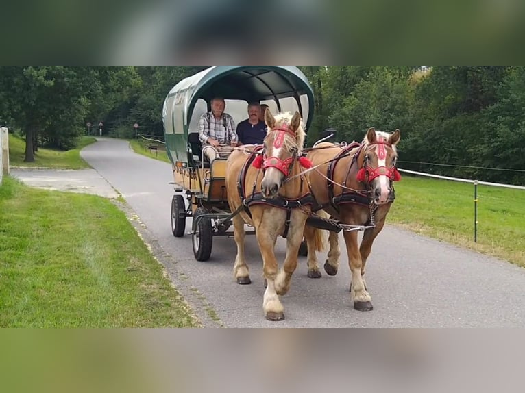 Cheval à sang froid Thuringe Hongre 6 Ans 168 cm Alezan in Kamenz
