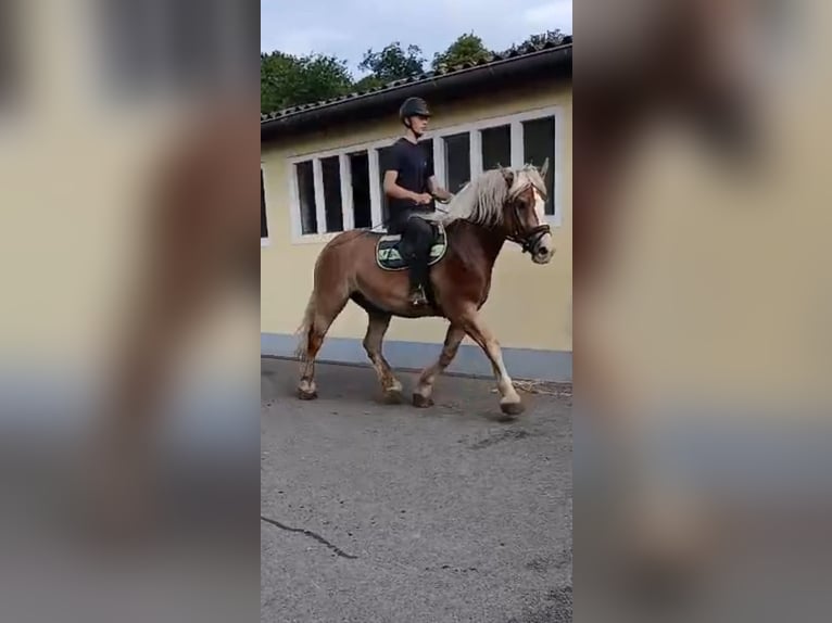 Cheval à sang froid Thuringe Hongre 6 Ans 168 cm Alezan in Kamenz