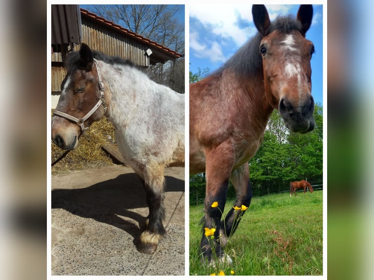 Cheval à sang froid Thuringe Jument 23 Ans 153 cm in Hilders