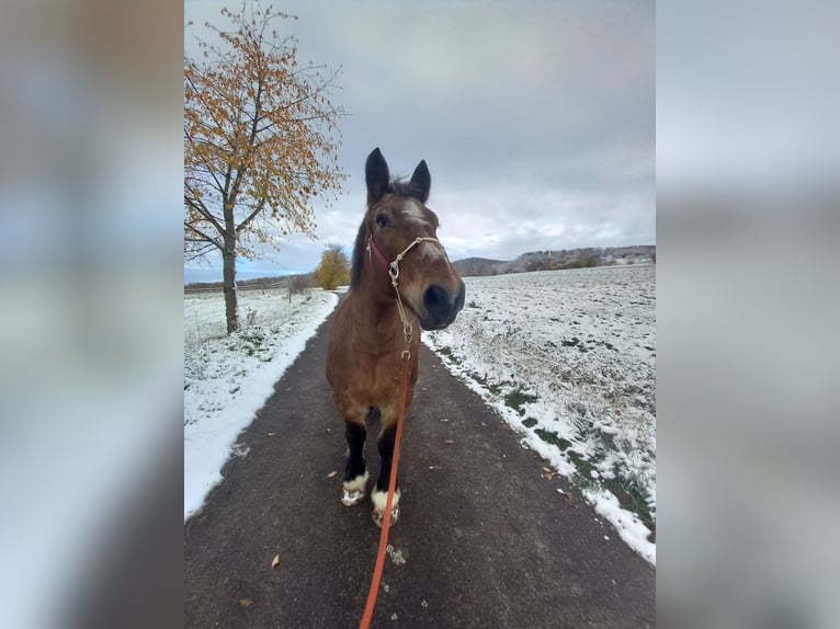 Cheval à sang froid Thuringe Jument 23 Ans 153 cm in Hilders