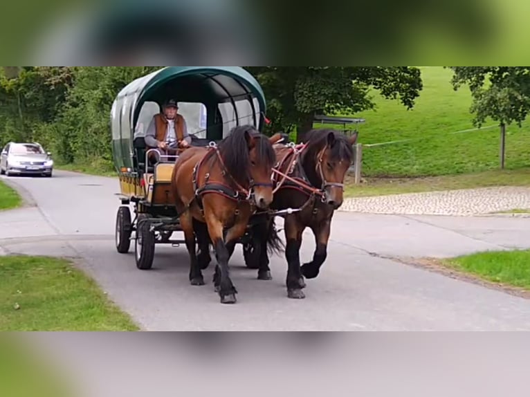 Cheval à sang froid Thuringe Jument 4 Ans 165 cm Bai in Kamenz