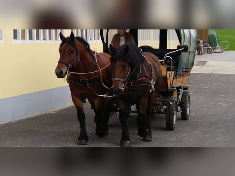 Cheval à sang froid Thuringe Jument 4 Ans 165 cm Bai in Kamenz