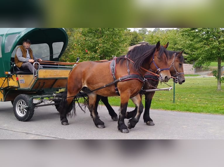 Cheval à sang froid Thuringe Jument 4 Ans 165 cm Bai in Kamenz