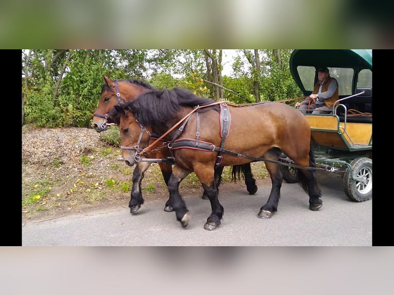 Cheval à sang froid Thuringe Jument 4 Ans 165 cm Bai in Kamenz