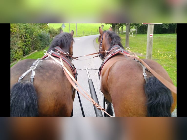 Cheval à sang froid Thuringe Jument 4 Ans 165 cm Bai in Kamenz