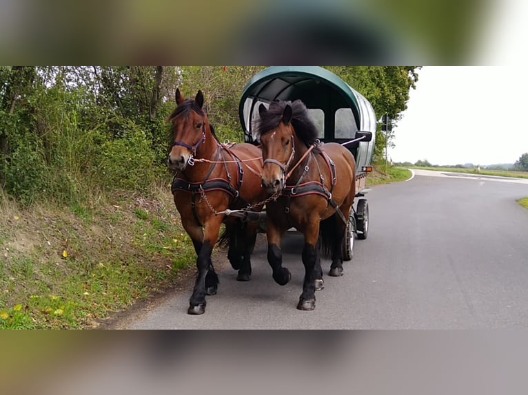 Cheval à sang froid Thuringe Jument 4 Ans 165 cm Bai in Kamenz