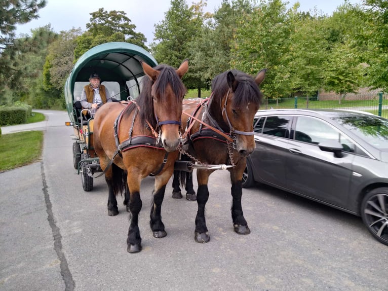 Cheval à sang froid Thuringe Jument 4 Ans 165 cm Bai in Kamenz