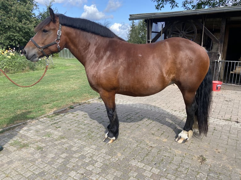 Cheval à sang froid Thuringe Jument 9 Ans 159 cm Bai in ZölkowKladrum
