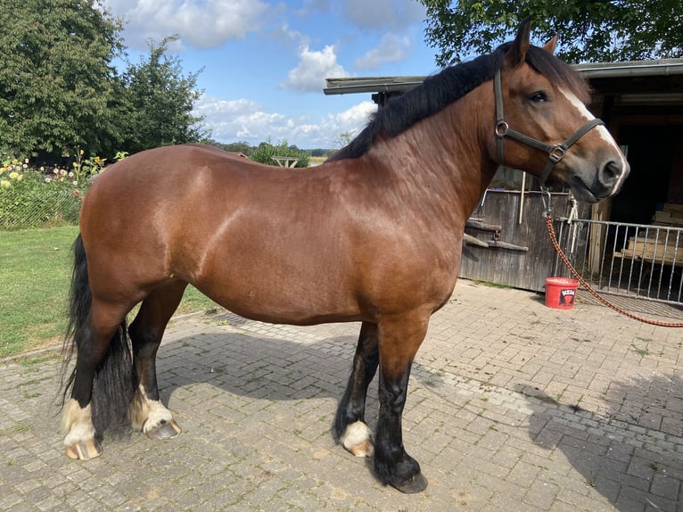 Cheval à sang froid Thuringe Jument 9 Ans 159 cm Bai in ZölkowKladrum