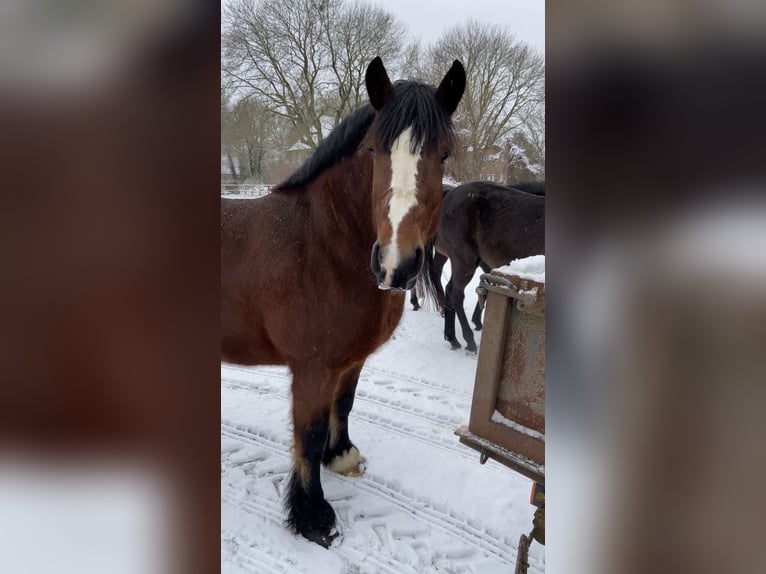 Cheval à sang froid Thuringe Jument 9 Ans 159 cm Bai in ZölkowKladrum