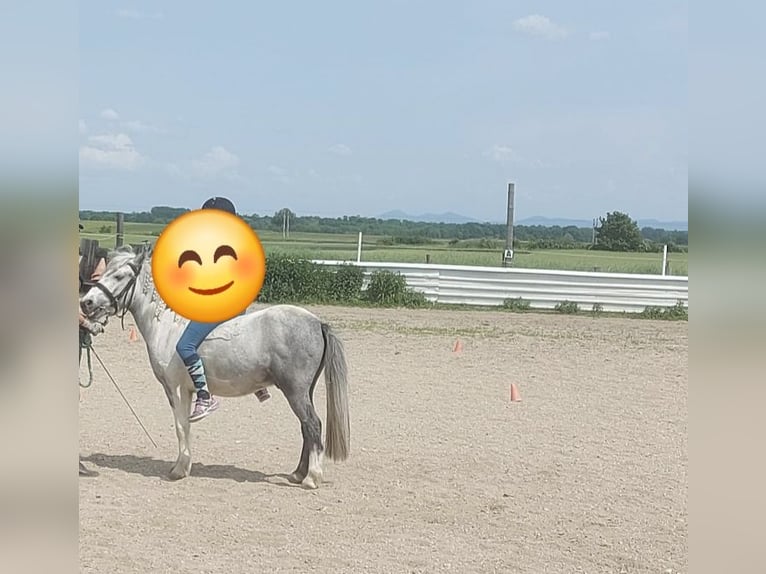 Cheval Beberbeck Hongre 5 Ans 115 cm Pinto in Bernhardsthal