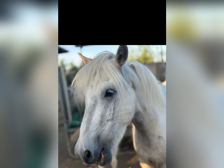 Cheval Beberbeck Hongre 5 Ans 115 cm Pinto in Bernhardsthal