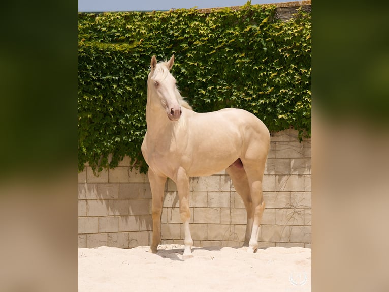 Cheval crème Étalon 3 Ans 170 cm Cremello in Navalperal De Pinares