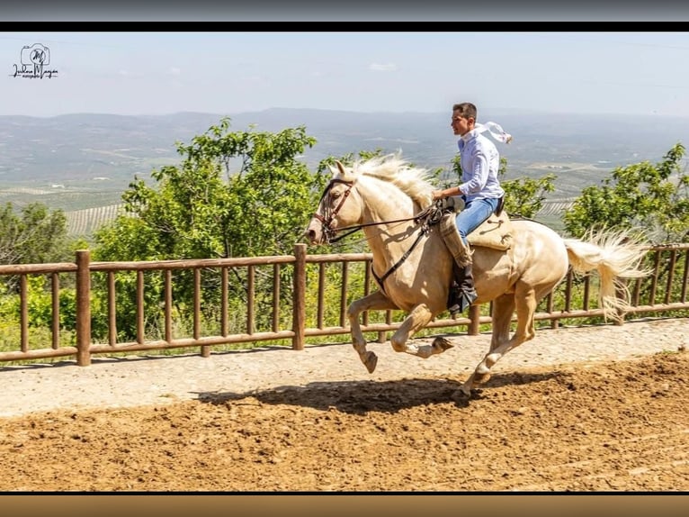 Cheval crème Étalon 5 Ans 162 cm Cremello in Ubeda