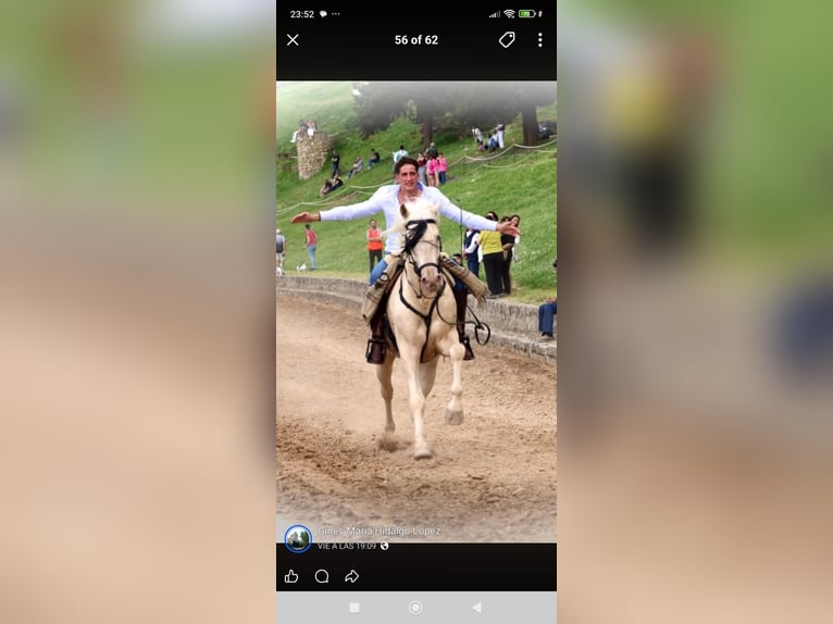 Cheval crème Étalon 5 Ans 162 cm Cremello in Ubeda