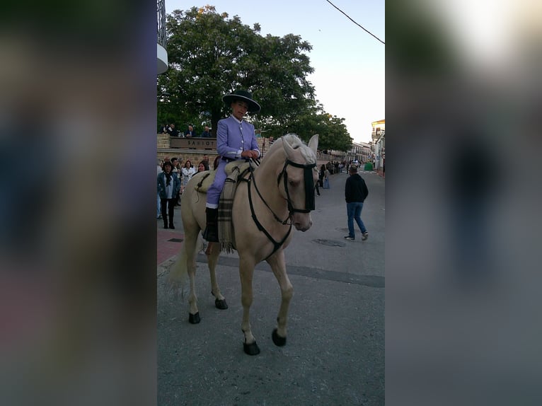 Cheval crème Étalon 5 Ans 162 cm Cremello in Ubeda