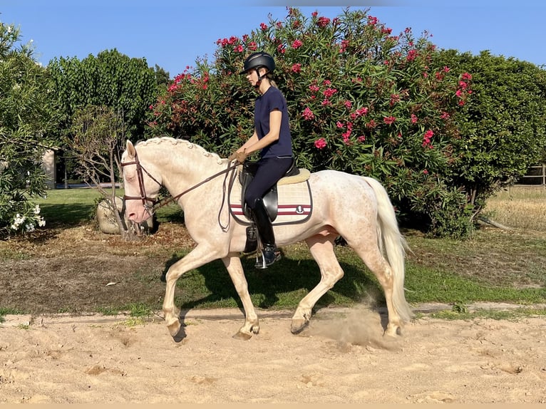 Cheval crème Étalon 7 Ans 155 cm Cremello in Sanata (Llinars Del Valles)