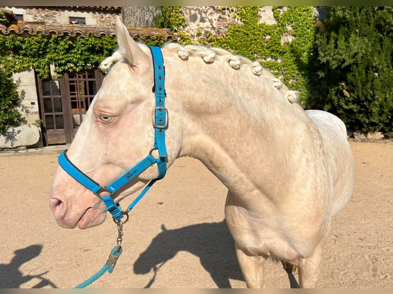 Cheval crème Étalon 7 Ans 155 cm Cremello in Sanata (Llinars Del Valles)