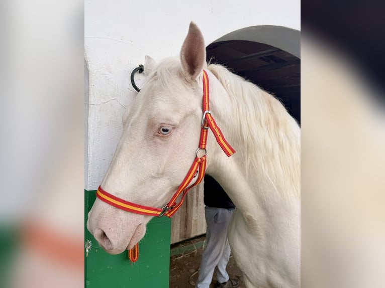 Cheval crème Croisé Hongre 5 Ans 160 cm Cremello in Benajarafe