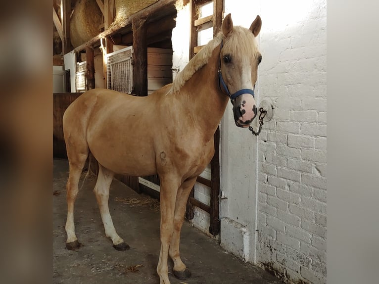 Cheval crème Hongre 7 Ans 148 cm Palomino in Großheide Berumerfehn