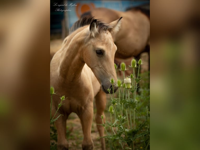 Cheval crème Jument Poulain (05/2025) Isabelle in Aigrefeuille