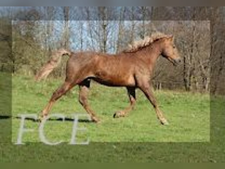 Cheval Curly Étalon 11 Ans 152 cm Alezan brûlé in FRANCE