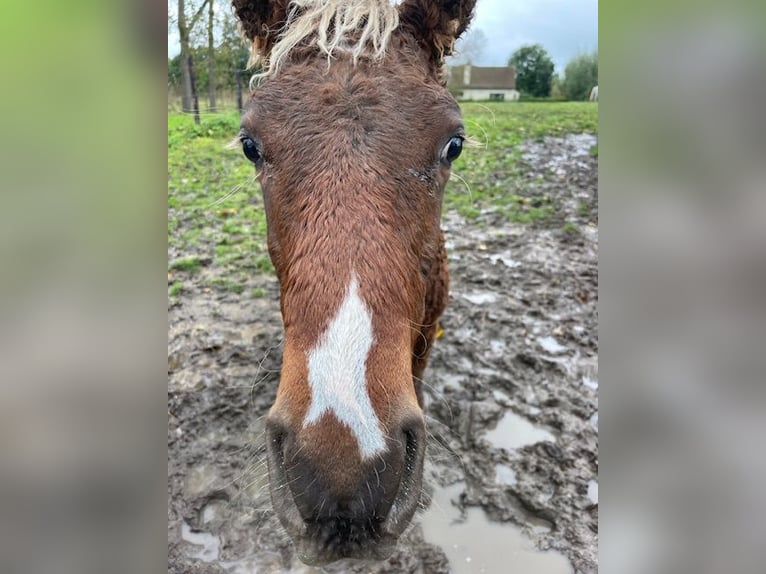 Cheval Curly Étalon 1 Année 138 cm in BE