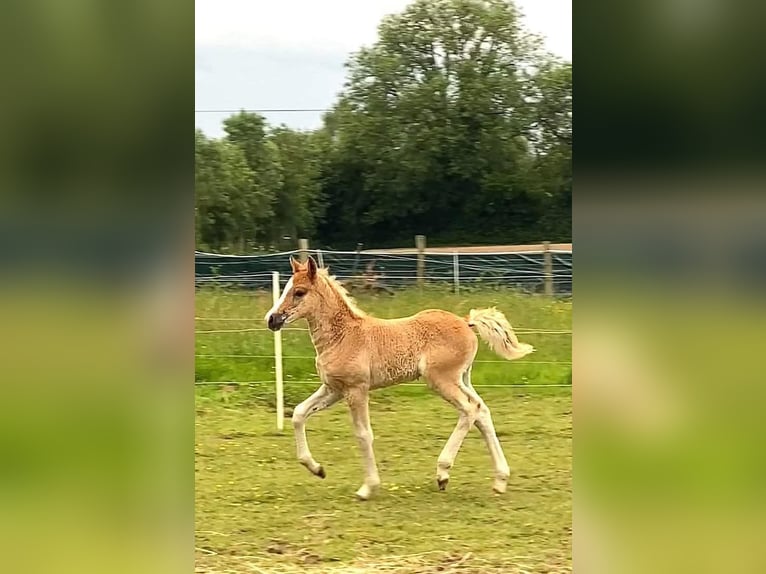 Cheval Curly Étalon 1 Année 140 cm Alezan cuivré in Ferté Macé