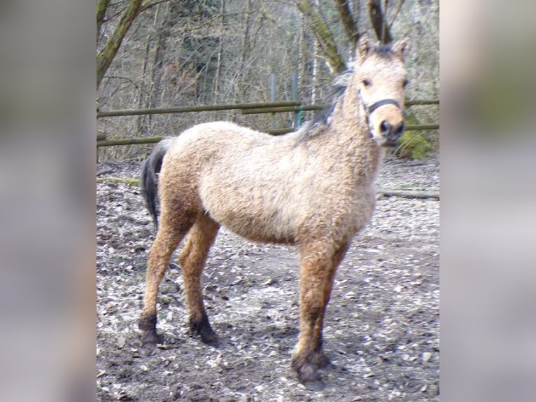 Cheval Curly Étalon 1 Année 145 cm Buckskin in Arnbruck