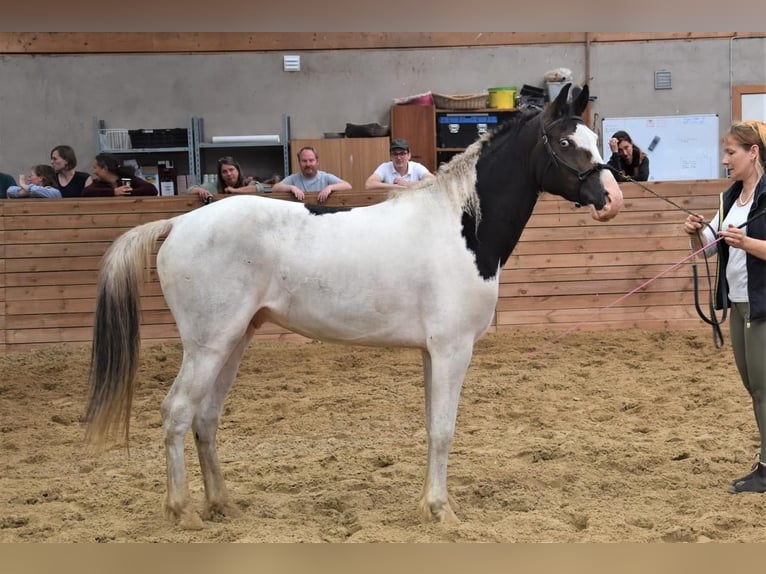 Cheval Curly Étalon 1 Année 155 cm Bai brun in Skærbæk