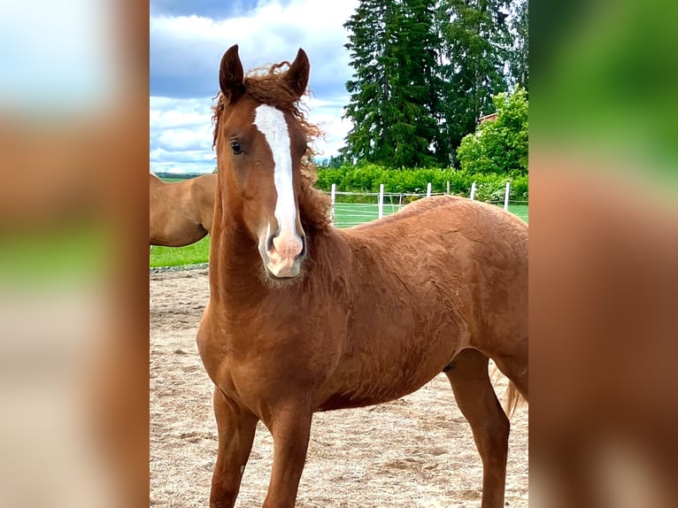 Cheval Curly Étalon 1 Année 160 cm  in Muurame