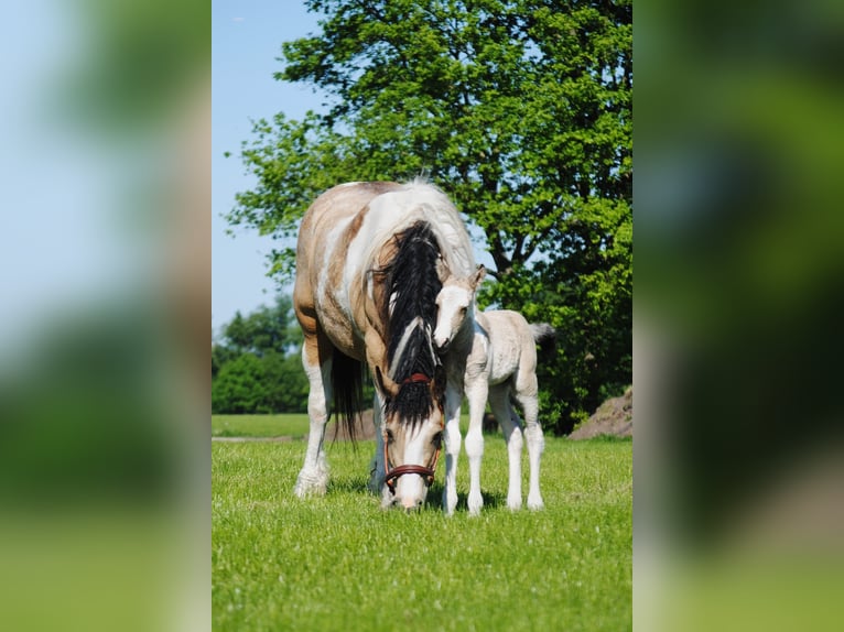 Cheval Curly Étalon 1 Année 160 cm Isabelle in Ruinen