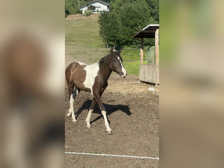 Cheval Curly Étalon 1 Année 160 cm Tobiano-toutes couleurs in Freyung