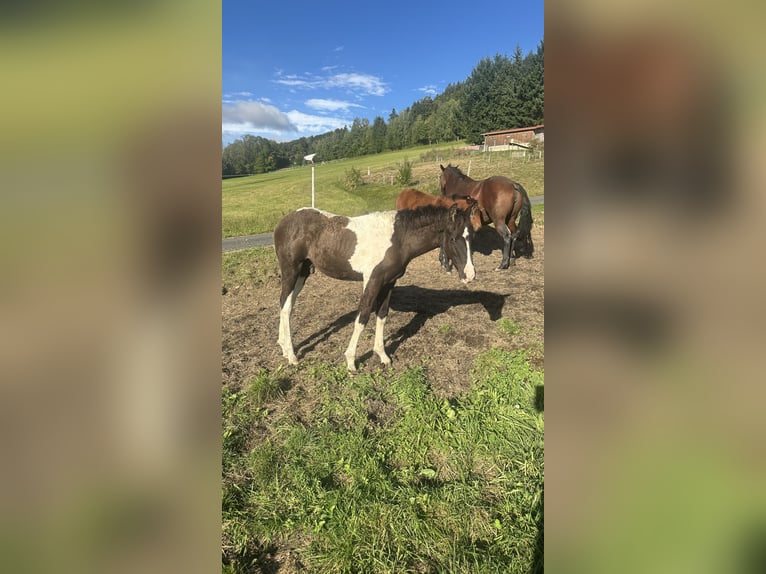 Cheval Curly Étalon 1 Année 160 cm Tobiano-toutes couleurs in Freyung