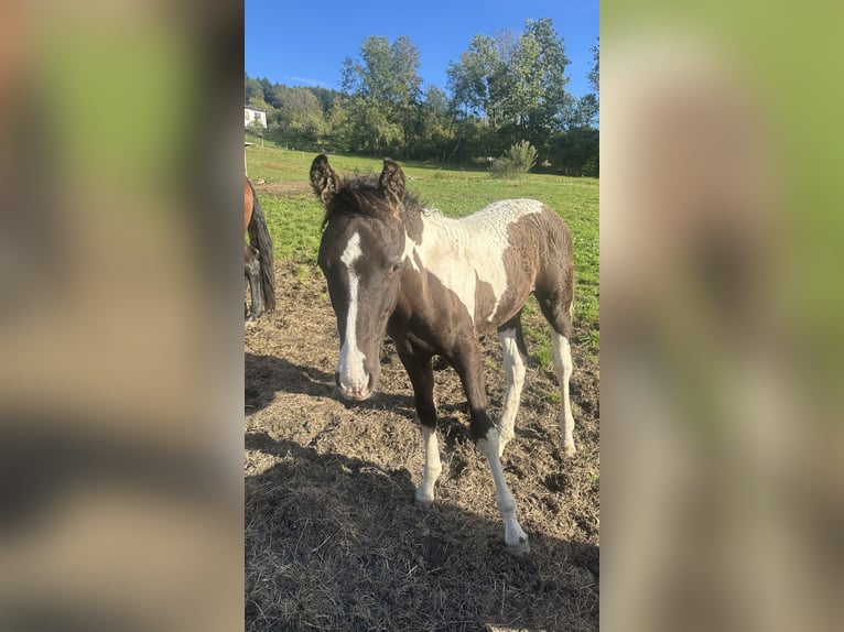 Cheval Curly Étalon 1 Année 160 cm Tobiano-toutes couleurs in Freyung