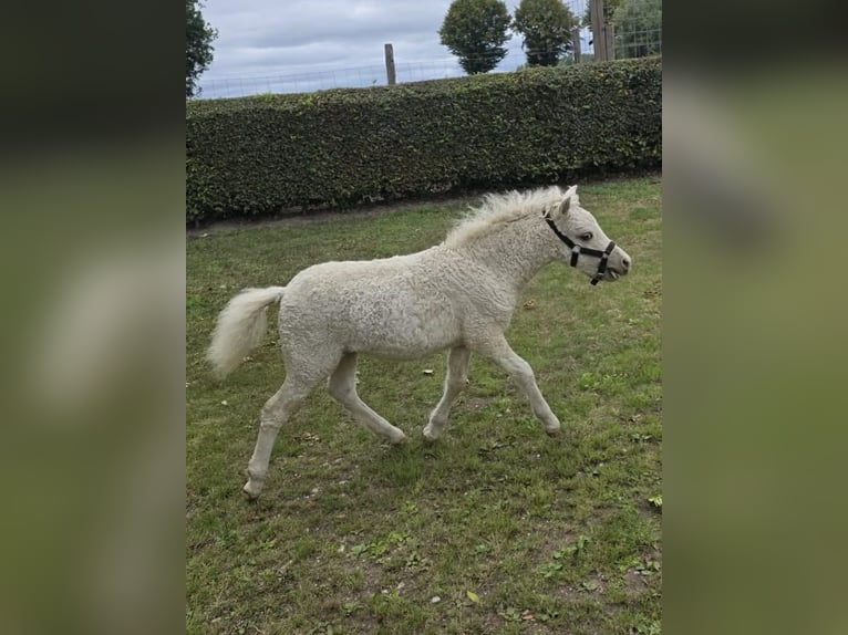 Cheval Curly Étalon 1 Année 90 cm Palomino in Ruinen