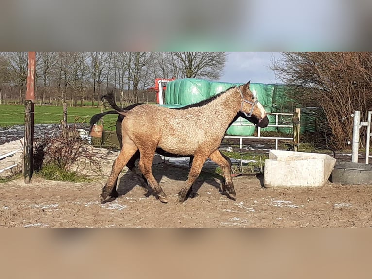 Cheval Curly Étalon 2 Ans 150 cm Isabelle in Ruinen