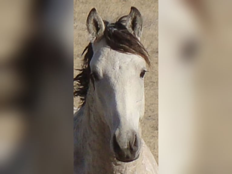 Cheval Curly Étalon 2 Ans 152 cm Buckskin in Cheyenne