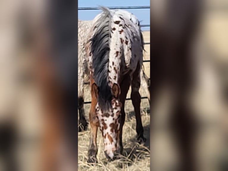 Cheval Curly Étalon 2 Ans 152 cm Léopard in Cheyenne