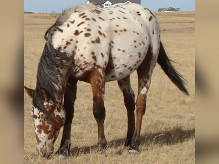 Cheval Curly Étalon 2 Ans 152 cm Léopard in Cheyenne