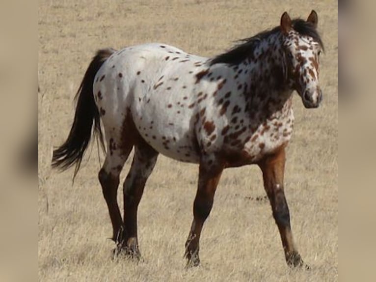 Cheval Curly Étalon 2 Ans 152 cm Léopard in Cheyenne