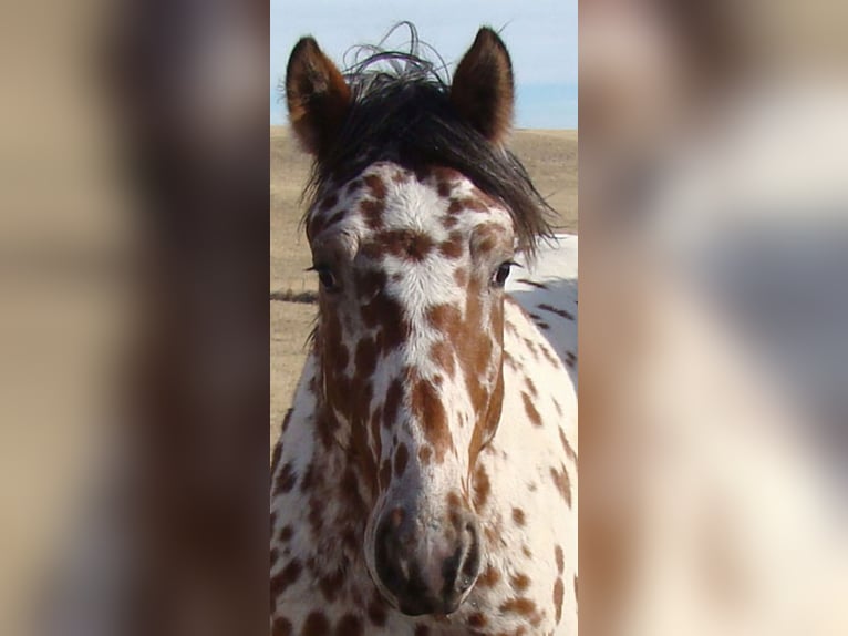 Cheval Curly Étalon 2 Ans 152 cm Léopard in Cheyenne