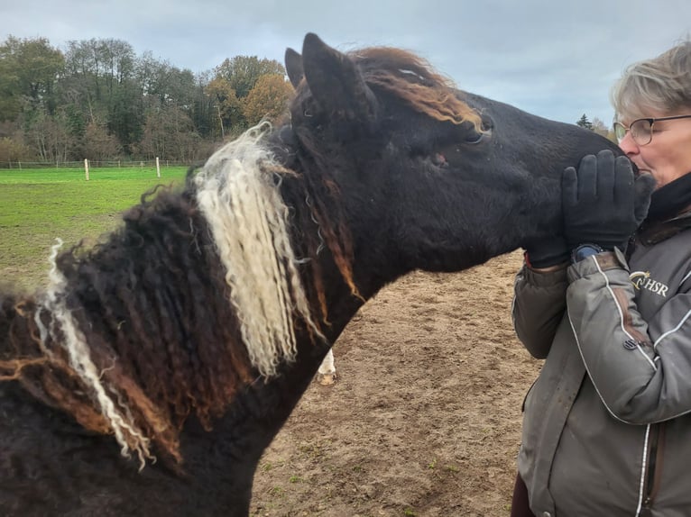 Cheval Curly Étalon 2 Ans 152 cm Tobiano-toutes couleurs in Bennin