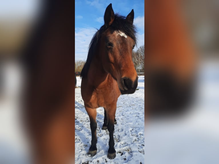 Cheval Curly Étalon 2 Ans 152 cm Tobiano-toutes couleurs in Bennin